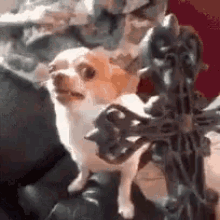 Chihuahua Poseido GIF - Exorcismo Posesion Diablo GIFs