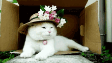 Top Of The Morning! GIF - Animals Cats Hat GIFs