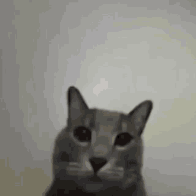 Seving Cat Saving Cat GIF - Seving Cat Saving Cat Cat GIFs