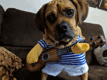 Ukulele Funny Animals GIF - Ukulele Funny Animals Dogs GIFs