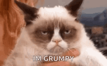 Grumpy Cat Bad Mood GIF - Grumpy Cat Bad Mood GIFs