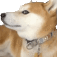 Doge Meme Doge Weird Sticker - Doge Meme Doge Doge Weird Stickers