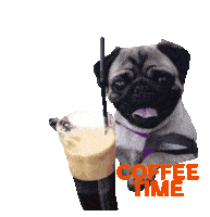 Pug Puglife Sticker - Pug Puglife Coffe Time Stickers