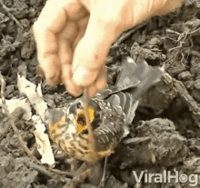 feed bird yummy worm snack viralhog feed bird yummy worm snack viralhog
