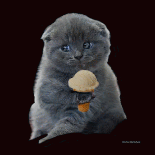 cat-icecream.gif