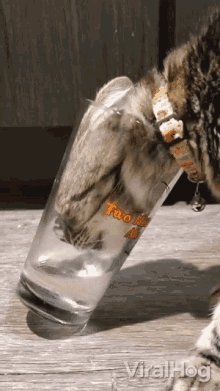 Cat Licking Water Viralhog GIF - Cat Licking Water Viralhog Cat Drinking Water GIFs
