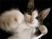 Boxing Cat GIF - Boxing Cat Kitten GIFs