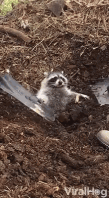 Viralhog Raccoon GIF - Viralhog Raccoon Rescue - Discover & Share GIFs.
