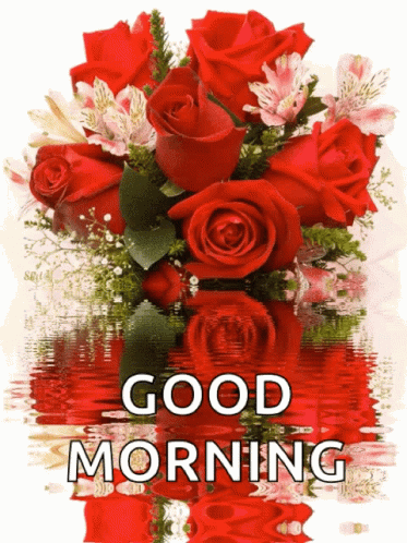 Good Morning Roses GIF - Good Morning Roses Rose - Descubre & Comparte GIFs