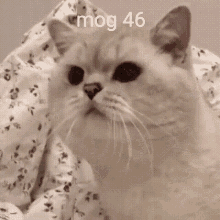 Mog46 GIF - Mog46 Mog GIFs