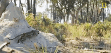 Leopard Hunting National Geographic GIF - Leopard Hunting National Geographic Savage Kingdom GIFs