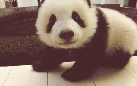 Panda Gif Panda Adorable Cute Discover Share Gifs