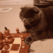 Limusa Cat Playing Chess GIF - Limusa Cat Playing Chess Game GIFs