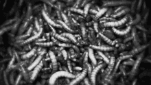 Worms Creepy GIF - Worms Creepy GIFs