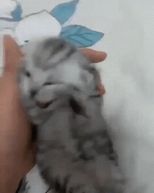 cat-scream.gif