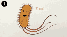 Ecoli Bacteria GIF - Ecoli Bacteria Enfermedad GIFs