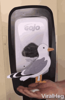 Seagulls Wash GIF - Seagulls Wash Your GIFs
