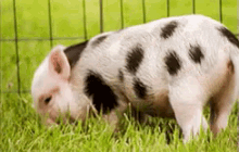 Lil Guy GIF - Animal Pig Piggy GIFs