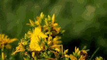 Bees Busy Bee GIF - Bees Bee Busy Bee GIFs