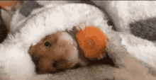 Hamster Eating Carrot In Bed GIF - Hamster Eating In Bed Eating In Bed Hamster Eating GIFs
