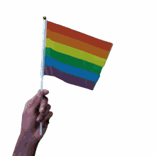 halive2022 pride flags pride flag rainbow flag