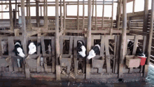 Funny Animals Dairy Is Scary GIF - Funny Animals Dairy Is Scary Cows GIFs