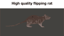 rat flipping