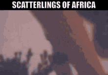Johnny Clegg Scatterlings Of Africa GIF - Johnny Clegg Scatterlings Of Africa Juluka GIFs