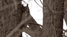staring owls have superior senses great horned owl hiding place nothing to see here