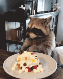 raccoon eating snack time dessert yum