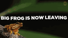 Frog Big Frog GIF - Frog Big Frog Big Frog Is Now Leaving GIFs