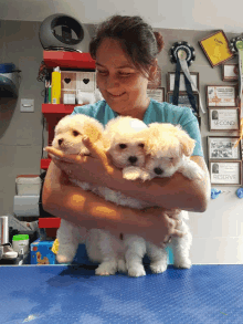 Coton De Tulear Pups GIF - Coton De Tulear Pups Puppy GIFs