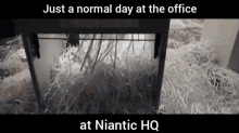 Nitanic Niantic GIF - Nitanic Niantic Pokemon GIFs