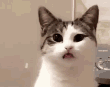 Stare Cat Stare GIF - Stare Cat Stare Staring Cat GIFs