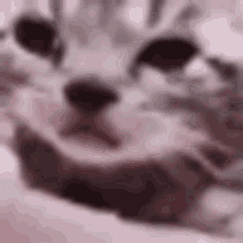Cry Cat GIF - Cry Cat Crying Cat GIFs
