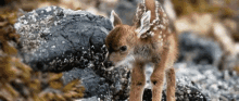 Deer Fawn GIF - Deer Fawn Baby GIFs