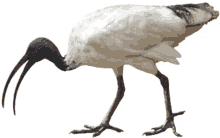 white beak