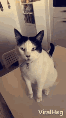 Cat Pet Cheese Cat Challenge GIF - Cat Pet Cat Cheese Cat Challenge GIFs