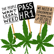 The People Want Legal Weed Pass Hr1 Sticker - The People Want Legal Weed Pass Hr1 We Need A Government To Work For The People Stickers