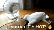 Cat Warm GIF - Cat Warm Hot GIFs