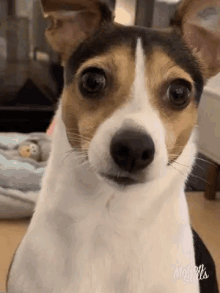 Penny Dog GIF - Penny Dog Confused GIFs