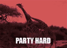 Giraffe Party Hard GIF - Giraffe Party Hard GIFs