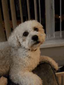 Excited When Someone Mentions Drinks GIF - Excited When Someone Mentions Drinks Dog GIFs