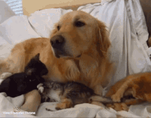 caturday golden retriever kitten kittens cats