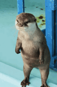 Otter Cute GIF - Otter Cute Mad GIFs