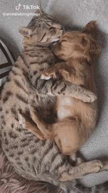 cuddle caring licking affection puppy