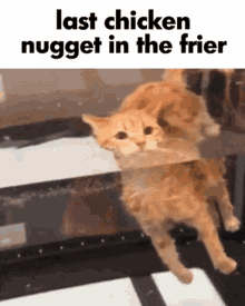 Cat Chicken Nugget GIF - Cat Chicken Nugget Meme GIFs