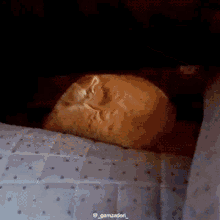 Cat Cute GIF - Cat Cute Sad Face GIFs