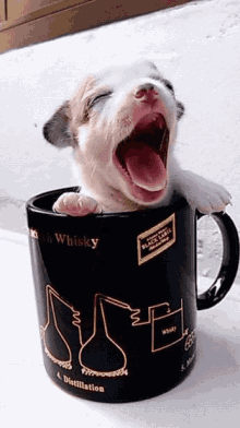 Teacup Puppy GIF - Teacup Puppy Yawning GIFs
