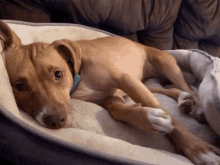 dog puppy